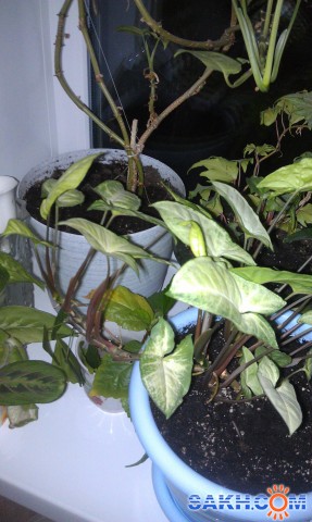 IMAG1417

Просмотров: 554
Комментариев: 0