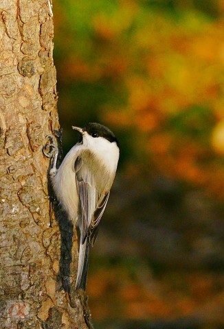 ***
Фотограф: Сергей Буркацкий

Просмотров: 1356
Комментариев: 0