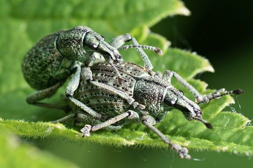 DSC07521
Фотограф: Сергей Буркацкий

Просмотров: 713
Комментариев: 0