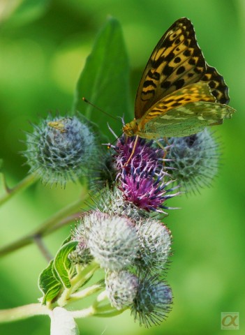 ***
Фотограф: Сергей Буркацкий

Просмотров: 581
Комментариев: 0
