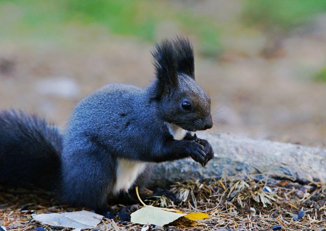 ***
Фотограф: Сергей Буркацкий

Просмотров: 1339
Комментариев: 0