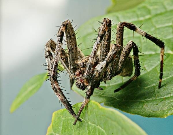 DSC02696
Фотограф: Сергей Буркацкий

Просмотров: 405
Комментариев: 0