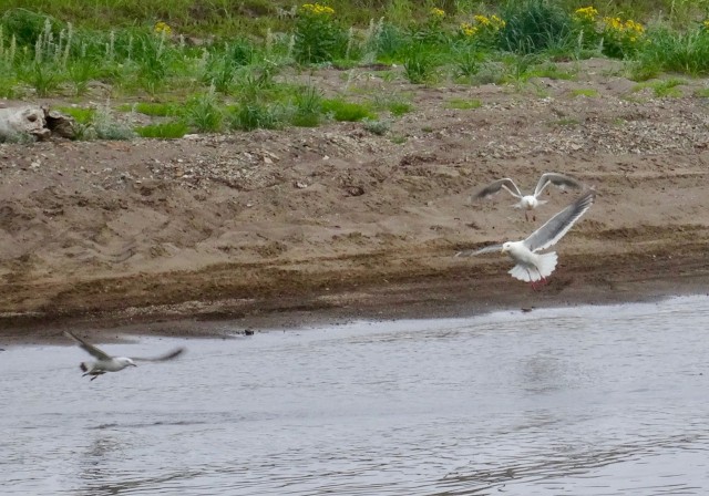 DSC04754
Фотограф: Сергей Буркацкий

Просмотров: 412
Комментариев: 0