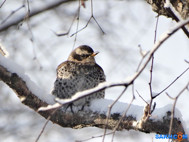 Бурый дрозд

Просмотров: 651
Комментариев: 1