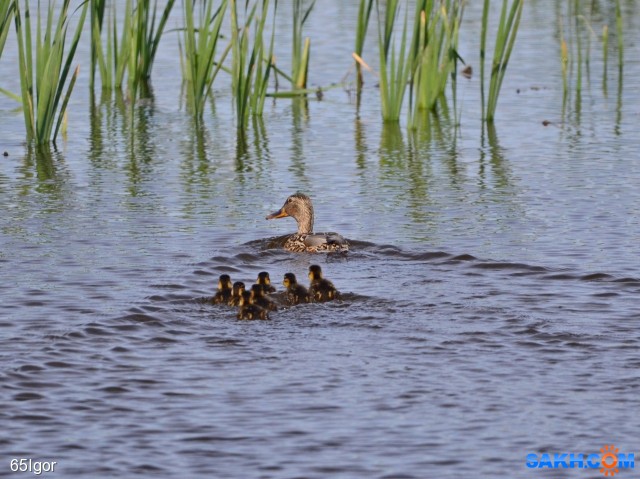 выводок
кряква с утятами

Просмотров: 756
Комментариев: 1