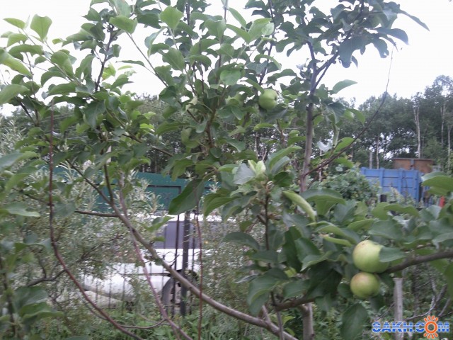 урожай 2011

Просмотров: 739
Комментариев: 0