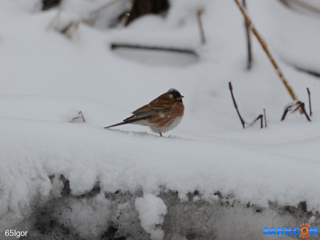 овсянка белошапочная
александровск

Просмотров: 394
Комментариев: 0