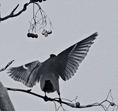 DSC03431
Фотограф: Сергей Буркацкий

Просмотров: 490
Комментариев: 0