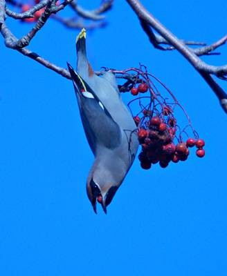 Фото 994
Фотограф: Сергей Буркацкий

Просмотров: 439
Комментариев: 0