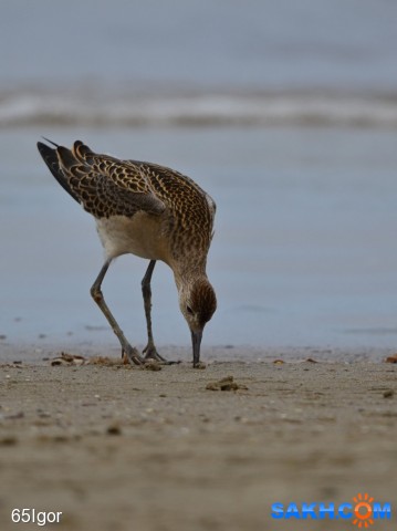 турухтан

Просмотров: 565
Комментариев: 0