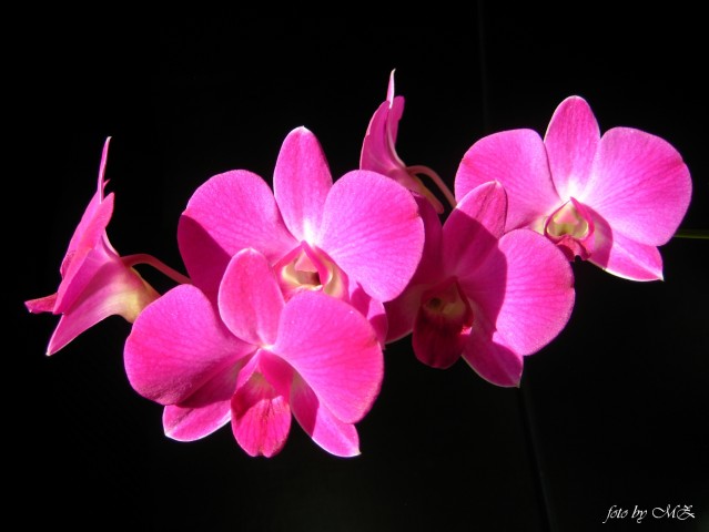 Dendrobium phalaenopsis hybr.3
Фотограф: Marion

Просмотров: 2321
Комментариев: 0