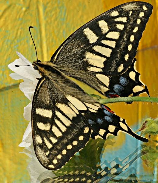 Фото 799
Фотограф: Сергей Буркацкий

Просмотров: 484
Комментариев: 0