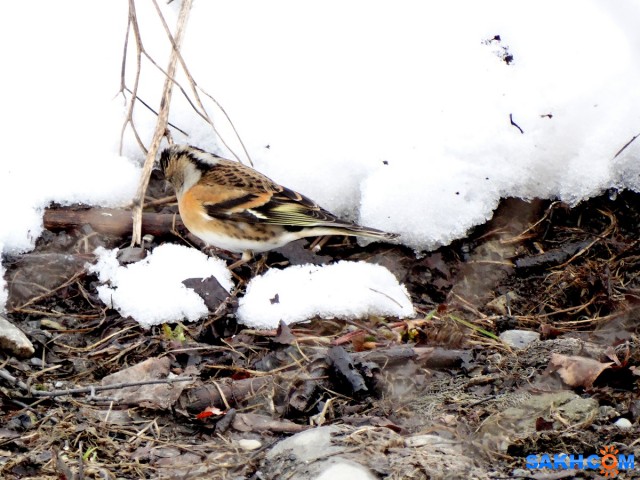 Юрок

Просмотров: 629
Комментариев: 0