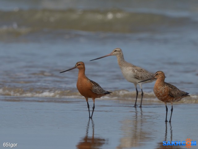 малый веретенник
Сахалин,Охотское

Просмотров: 461
Комментариев: 0
