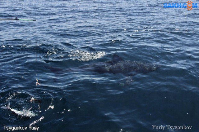 Сельдевая акула
Фотограф: Tsygankov Yuriy

Просмотров: 1368
Комментариев: 0