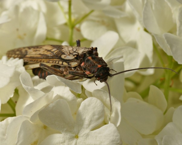 DSC00828
Фотограф: Сергей Буркацкий

Просмотров: 461
Комментариев: 0