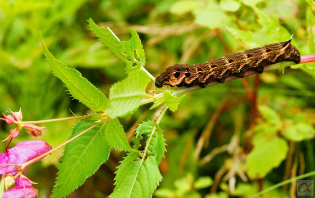***
Фотограф: Сергей Буркацкий

Просмотров: 961
Комментариев: 4