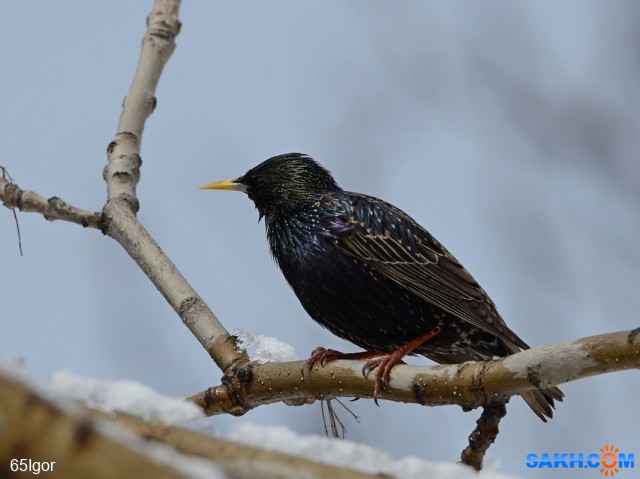 скворец
04 22 александровск-сах

Просмотров: 327
Комментариев: 0