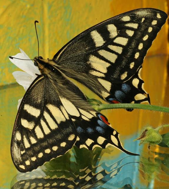 Фото 798
Фотограф: Сергей Буркацкий

Просмотров: 457
Комментариев: 0