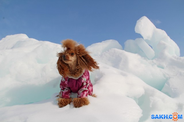 На льдине

Просмотров: 775
Комментариев: 0