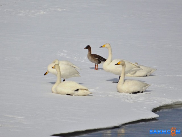 гусь и лебеди
гуменник среди лебедей на протоке в охотском.2013г

Просмотров: 1063
Комментариев: 0