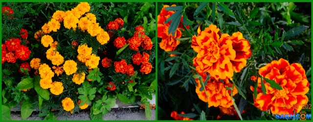 MyCollages

Просмотров: 428
Комментариев: 0