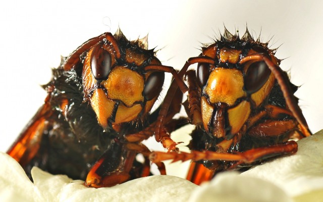 DSC00820
Фотограф: Сергей Буркацкий

Просмотров: 447
Комментариев: 0