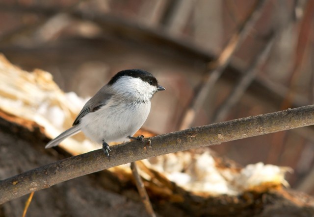 ***
Фотограф: Сергей Буркацкий

Просмотров: 1536
Комментариев: 0