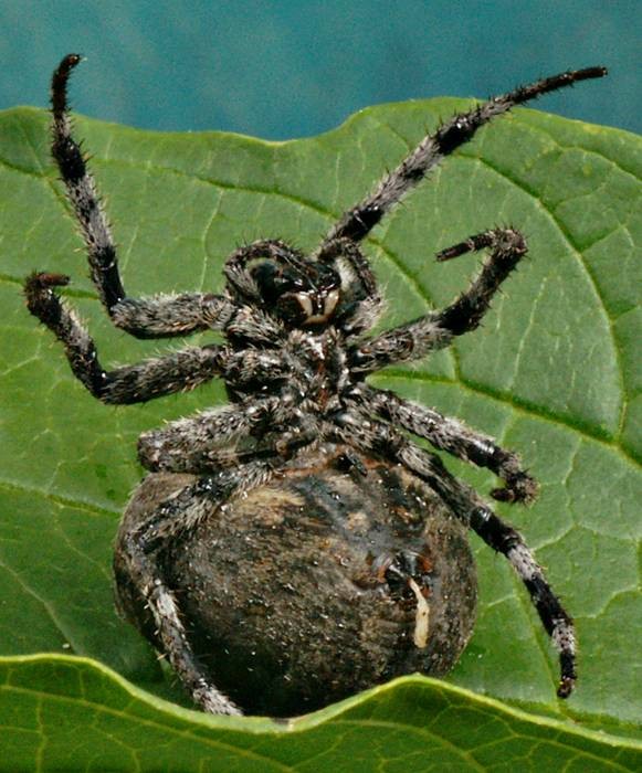 DSC02710
Фотограф: Сергей Буркацкий

Просмотров: 537
Комментариев: 0