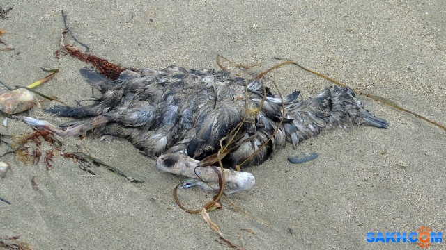 Мертвая птица
на берегу вроде кулик убит и орлан на дороге к Охотску лежал. Руки бы отсохли у тех кто это делает.

Просмотров: 196
Комментариев: 0