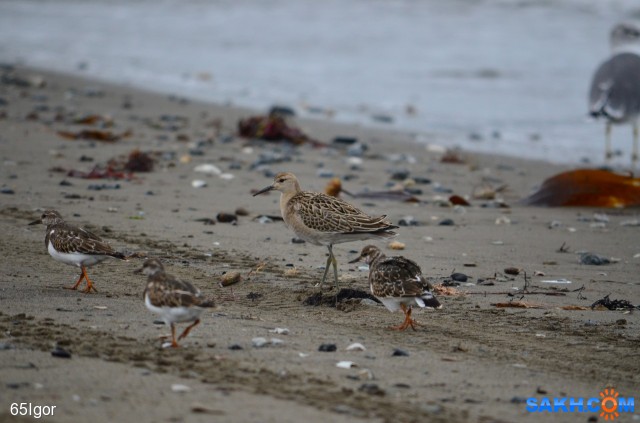 променад
затрудняюсь с определением ( турухтан ?)

Просмотров: 1035
Комментариев: 1