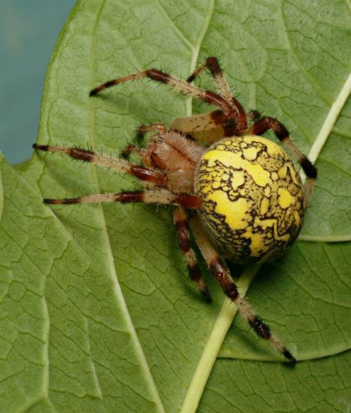 DSC02655
Фотограф: Сергей Буркацкий

Просмотров: 507
Комментариев: 0