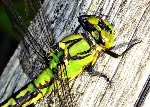 DSC04200
Фотограф: Сергей Буркацкий

Просмотров: 652
Комментариев: 1