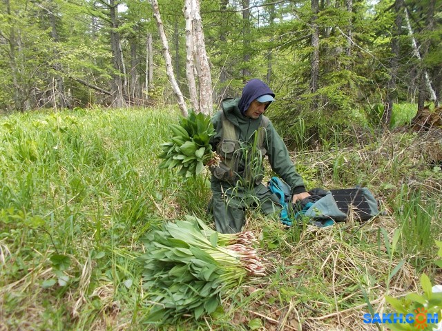 Володя Грышук с урожаем черемши

Просмотров: 906
Комментариев: 2