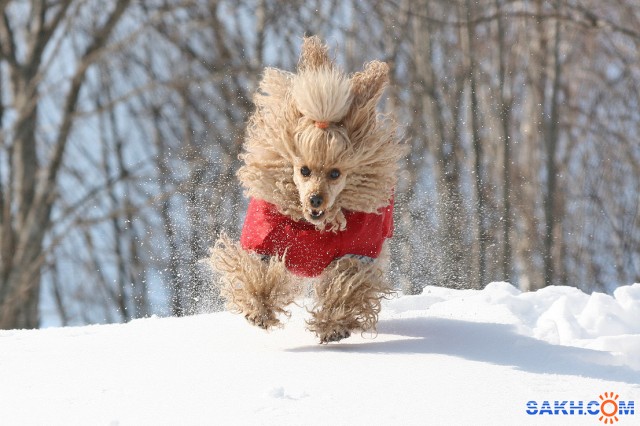 весне навстречу

Просмотров: 2175
Комментариев: 2