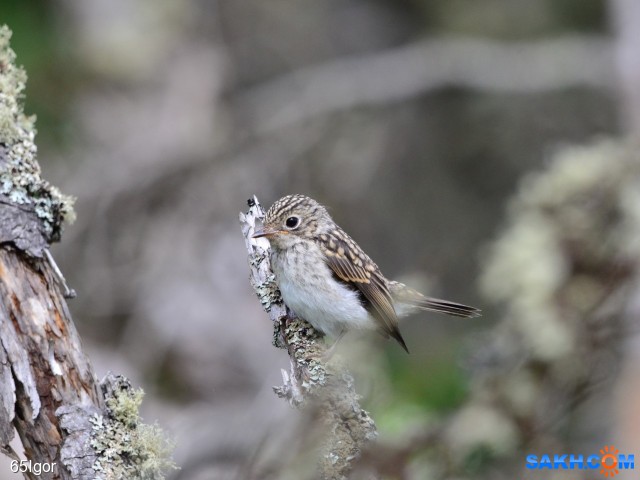 мухоловка сибирская
охотское

Просмотров: 1210
Комментариев: 2