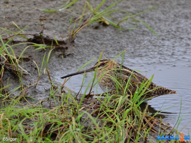 засада

Просмотров: 646
Комментариев: 1