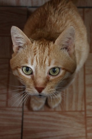 Коту 15 лет.

Просмотров: 7111
Комментариев: 2