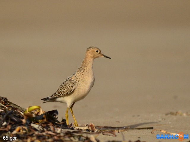 канадский песочник(желтозобик).jpg1
сахалин.корсаковский р-н

Просмотров: 609
Комментариев: 0