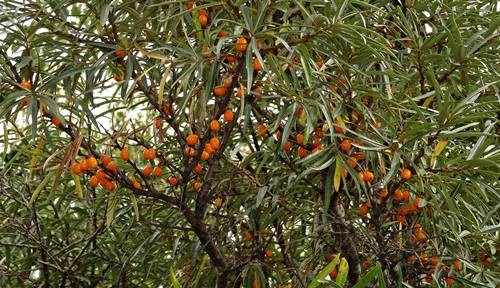 DSC04145
Фотограф: Сергей Буркацкий

Просмотров: 418
Комментариев: 0