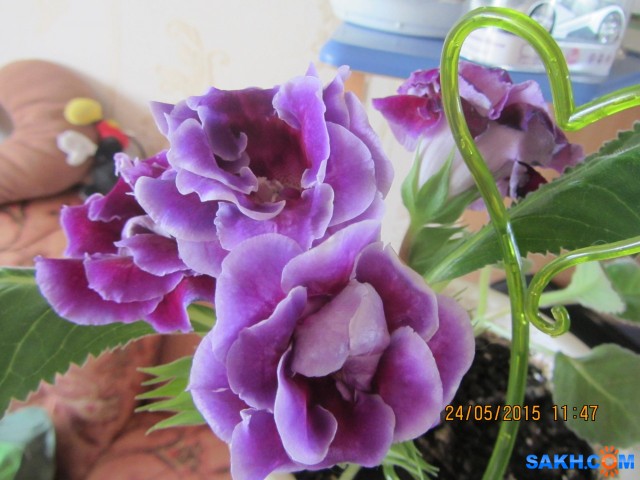 IMG_4437
Глаксиния

Просмотров: 3336
Комментариев: 0