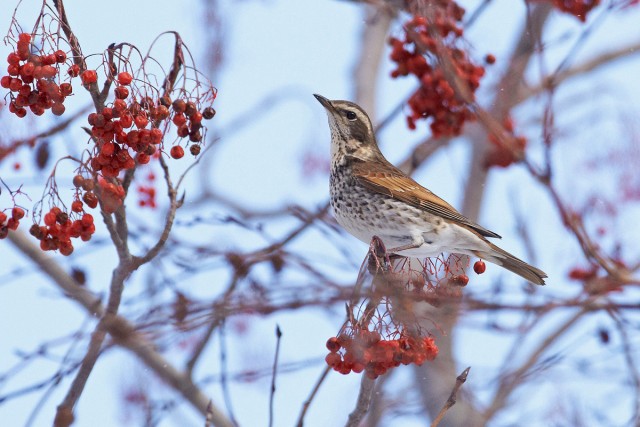 Просто Бурый Дрозд ))
Фотограф: VictorV
Dusky Thrush
Просмотров: 1410
Комментариев: 5