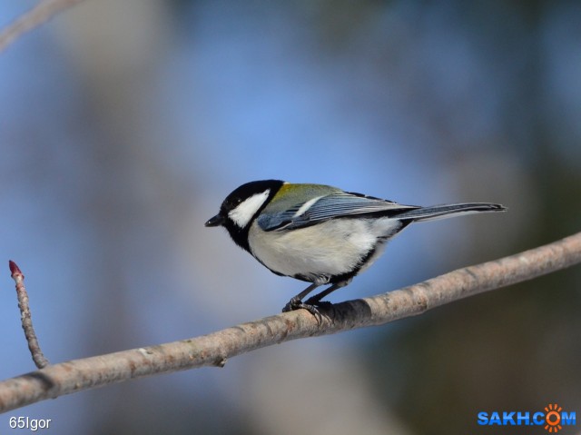 синица

Просмотров: 560
Комментариев: 0