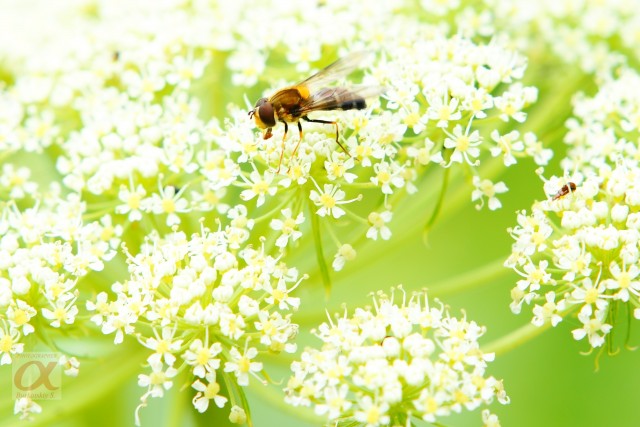 ***
Фотограф: Сергей Буркацкий

Просмотров: 828
Комментариев: 0