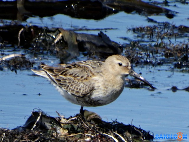 Чернозобик

Просмотров: 352
Комментариев: 0