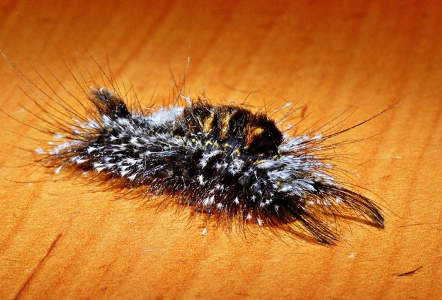 ***
Фотограф: Сергей Буркацкий

Просмотров: 871
Комментариев: 0