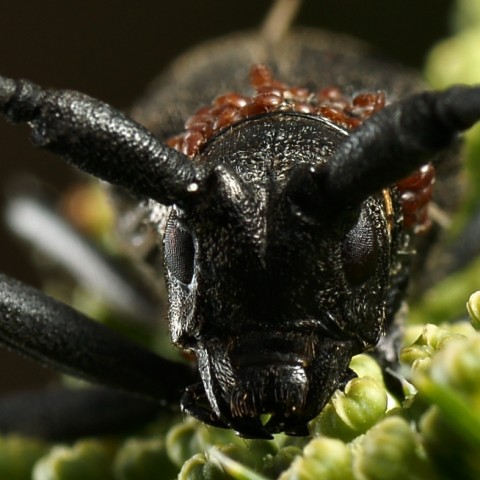 DSC01845
Фотограф: Сергей Буркацкий

Просмотров: 406
Комментариев: 0