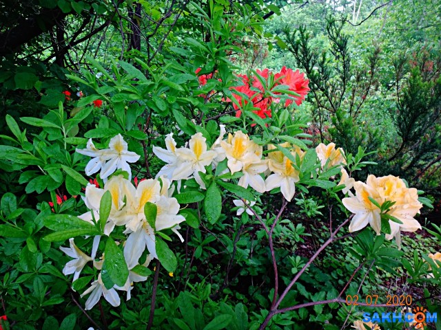 Родедендрон.

Просмотров: 590
Комментариев: 0