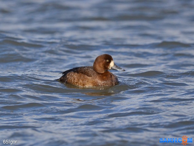 чернеть морская

Просмотров: 404
Комментариев: 0