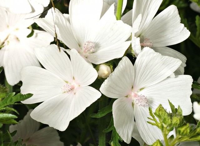 DSC01828
Фотограф: Сергей Буркацкий

Просмотров: 379
Комментариев: 0